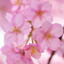 สมาชิกหมายเลข 3183569