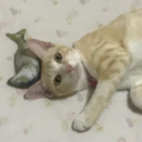 สมาชิกหมายเลข 6262638