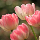 สมาชิกหมายเลข 2623427