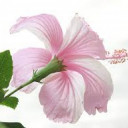 มีนากะเมษา