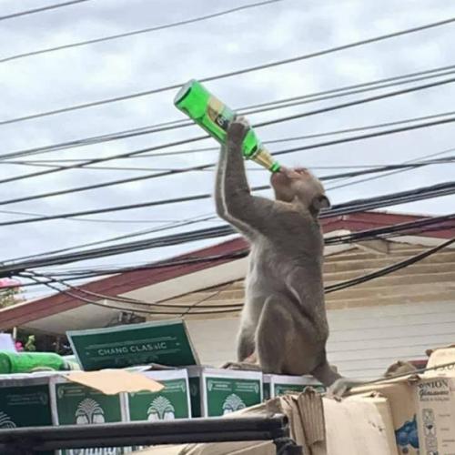 สมาชิกหมายเลข 5629315