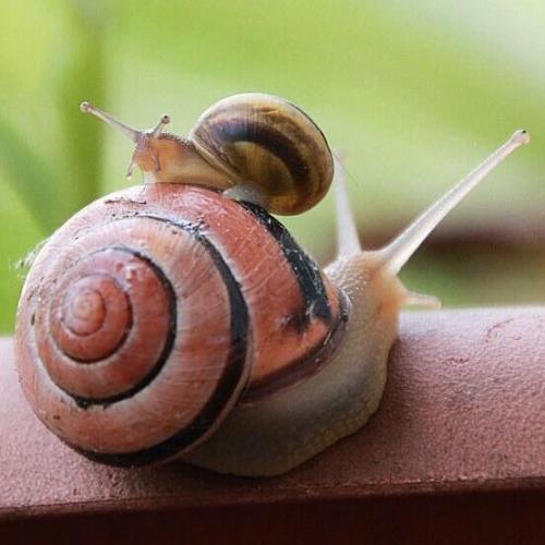 สมาชิกหมายเลข 1535562