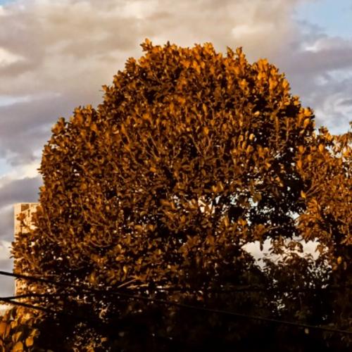 สมาชิกหมายเลข 6126215