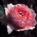 สมาชิกหมายเลข 2125386