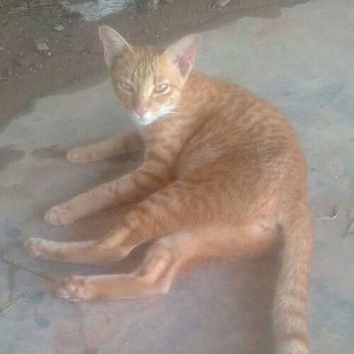 สมาชิกหมายเลข 4835354