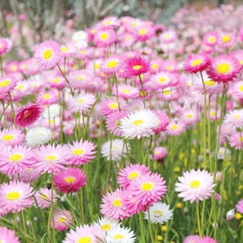 สมาชิกหมายเลข 4835585