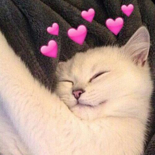 สมาชิกหมายเลข 5221838