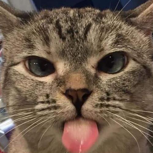 สมาชิกหมายเลข 5221940