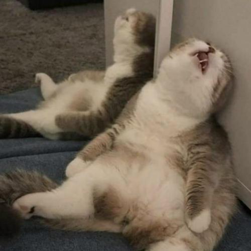 สมาชิกหมายเลข 897021