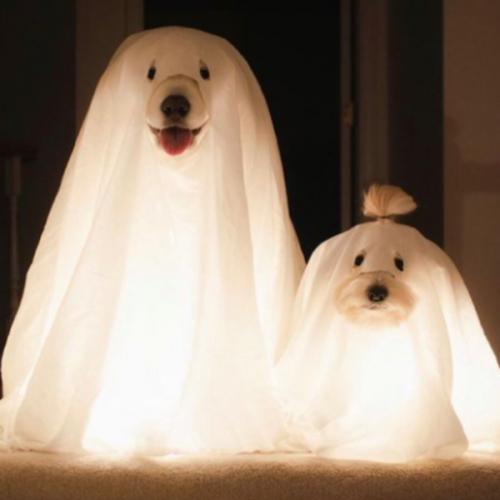 สมาชิกหมายเลข 6685886