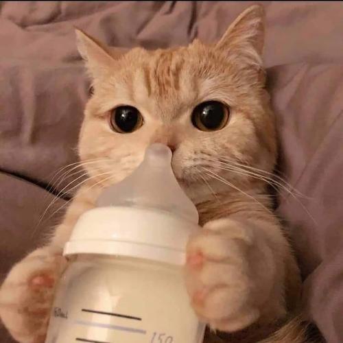 สมาชิกหมายเลข 6055602