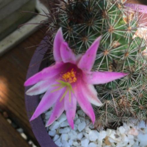 สมาชิกหมายเลข 6214388