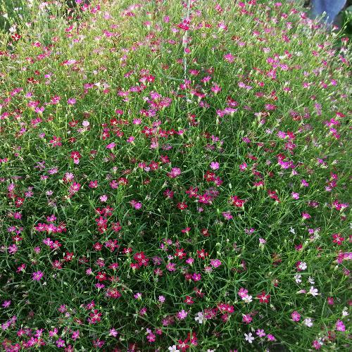 สมาชิกหมายเลข 6215184