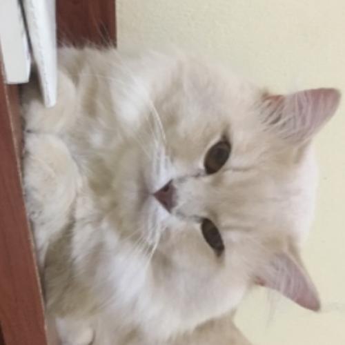 สมาชิกหมายเลข 985088