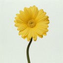 สมาชิกหมายเลข 4047563