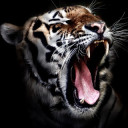 สมาชิกหมายเลข 3686986