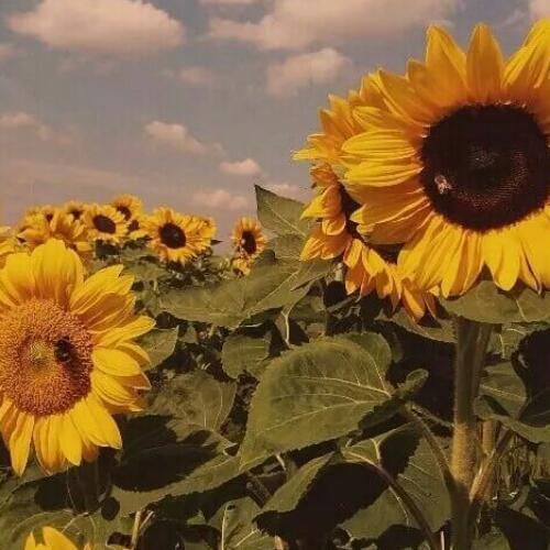 สมาชิกหมายเลข 4836082