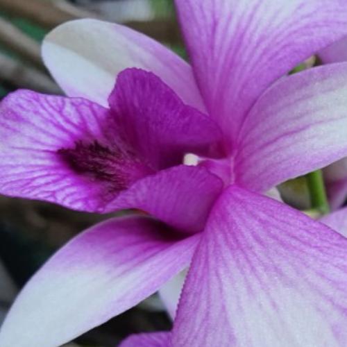 สมาชิกหมายเลข 4077077