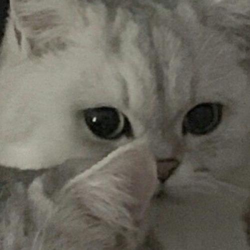 สมาชิกหมายเลข 4355429