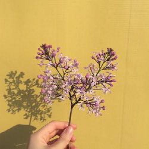 สมาชิกหมายเลข 4503142