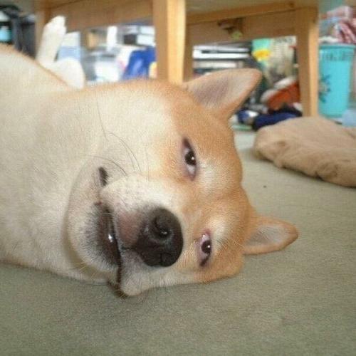 สมาชิกหมายเลข 1516838