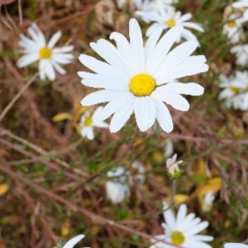 สมาชิกหมายเลข 1878546