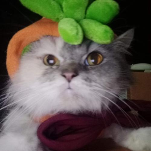 สมาชิกหมายเลข 5645326