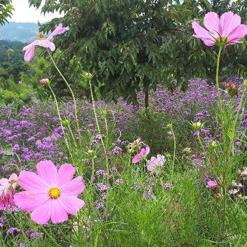 สมาชิกหมายเลข 4503443