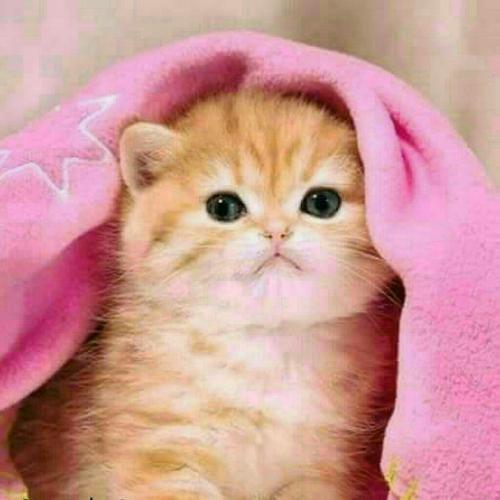 สมาชิกหมายเลข 5223374