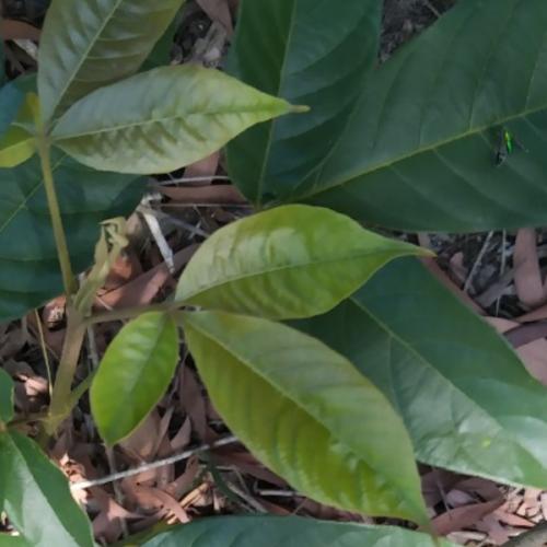 สมาชิกหมายเลข 6217655