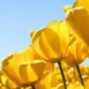 สมาชิกหมายเลข 4035562