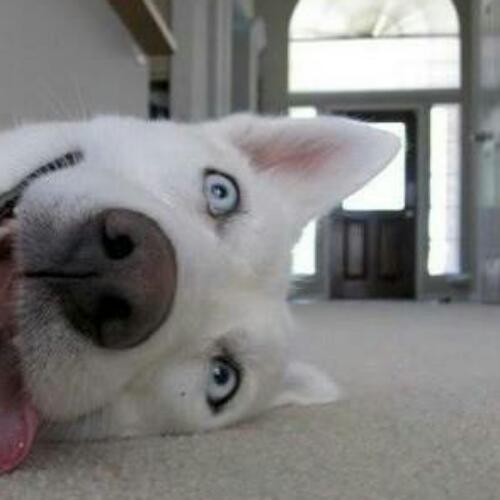 สมาชิกหมายเลข 4503539