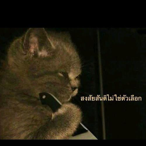 สมาชิกหมายเลข 5991250