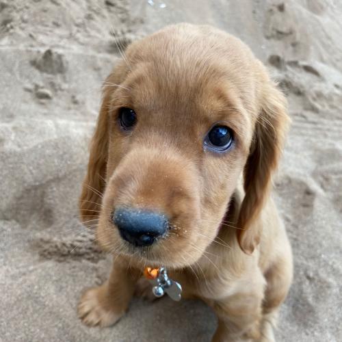 หมาสีนิล