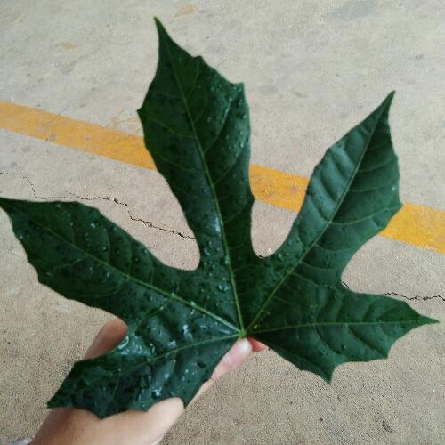 สมาชิกหมายเลข 2922632