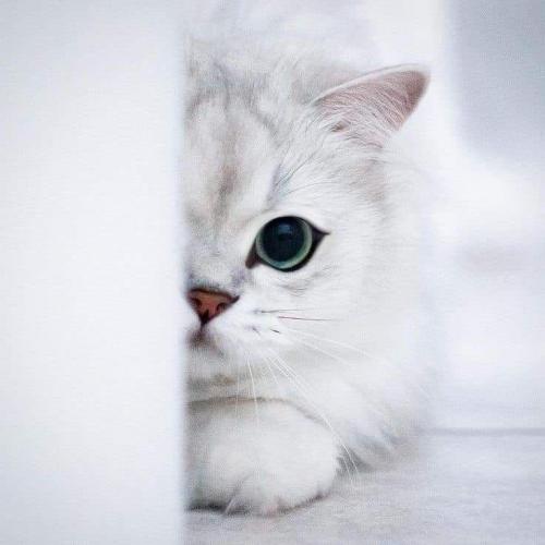 สมาชิกหมายเลข 5386426