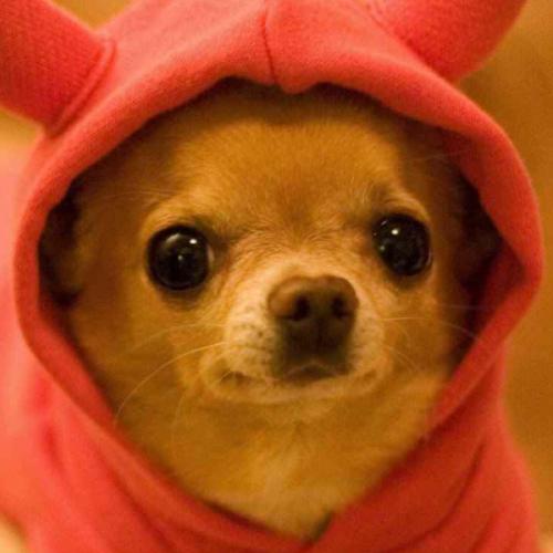 สมาชิกหมายเลข 7266092