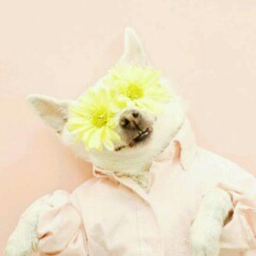 สมาชิกหมายเลข 4837956