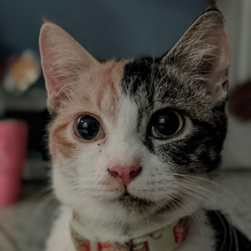 สมาชิกหมายเลข 6868748