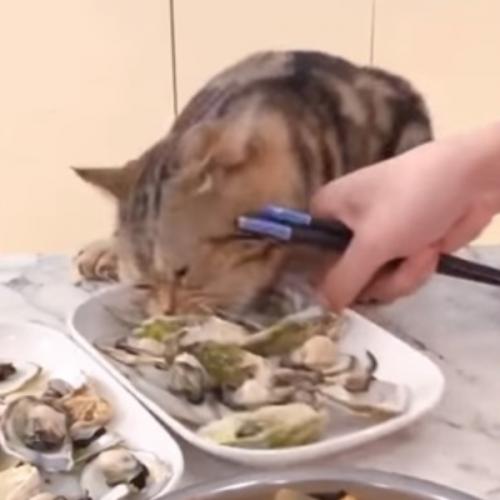 กินทุกอย่างที่ขวางหน้า