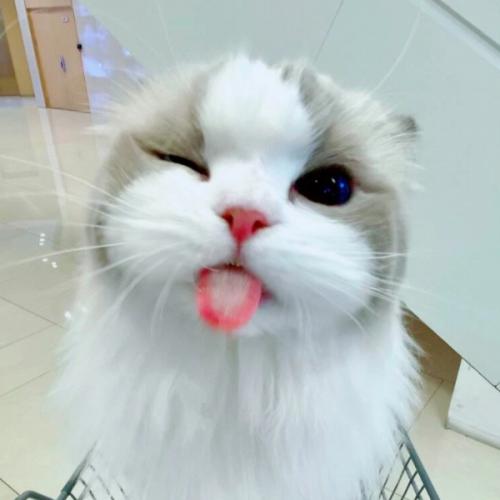 สมาชิกหมายเลข 8496649