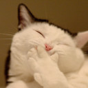 สมาชิกหมายเลข 4504468