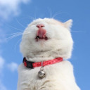 สมาชิกหมายเลข 4838205