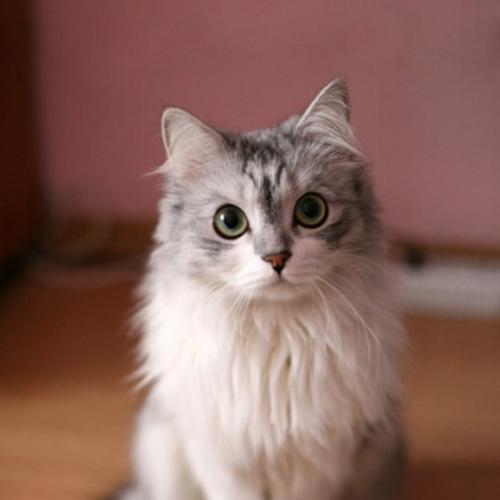 สมาชิกหมายเลข 3895620