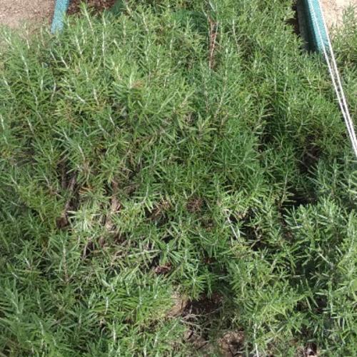 สมาชิกหมายเลข 6219624