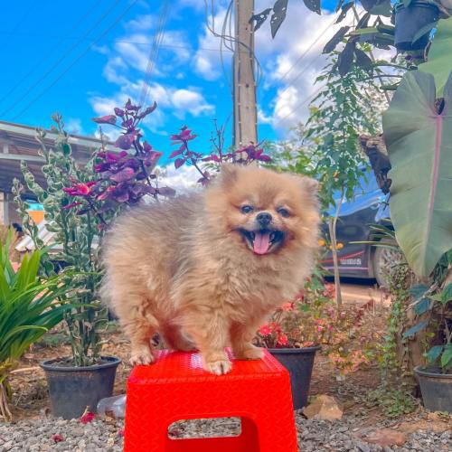 สมาชิกหมายเลข 6772470