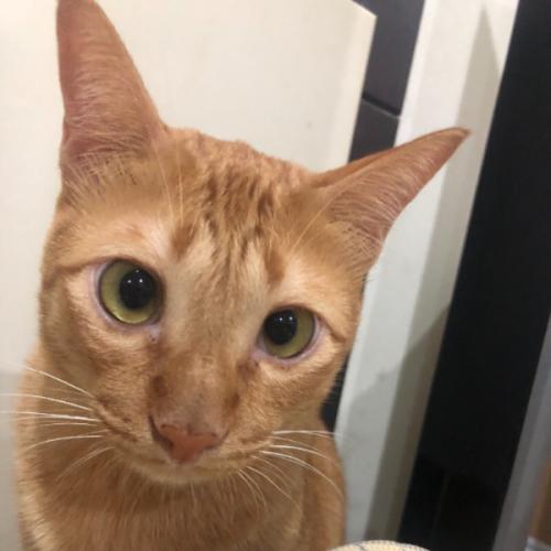 ไม่น่าใช่นะ