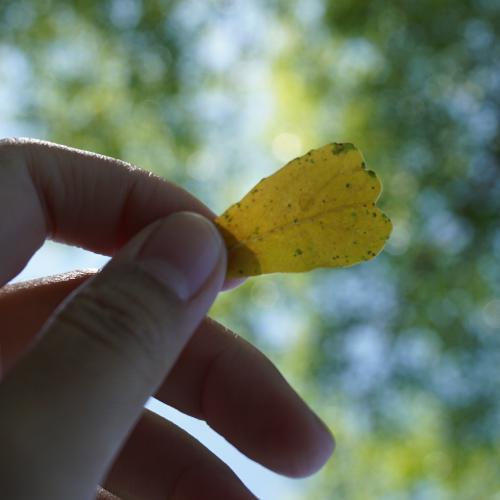 สมาชิกหมายเลข 5220692