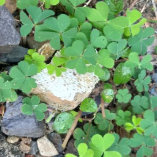 สมาชิกหมายเลข 5990177