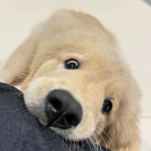 ฉลามออกลูกเป็นไข่